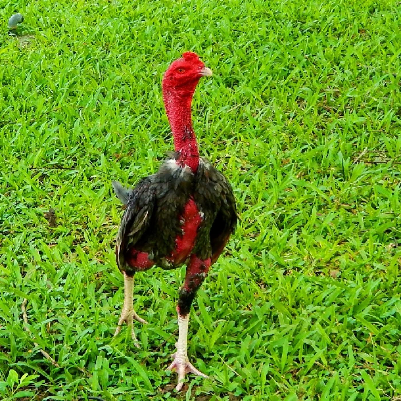 Hướng Dẫn Nuôi Gà Đòn Từng Bước