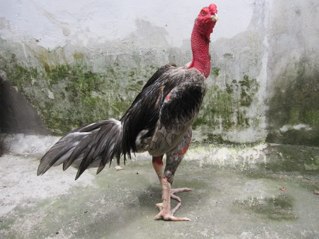 Rèn Luyện Và Huấn Luyện Gà Đòn