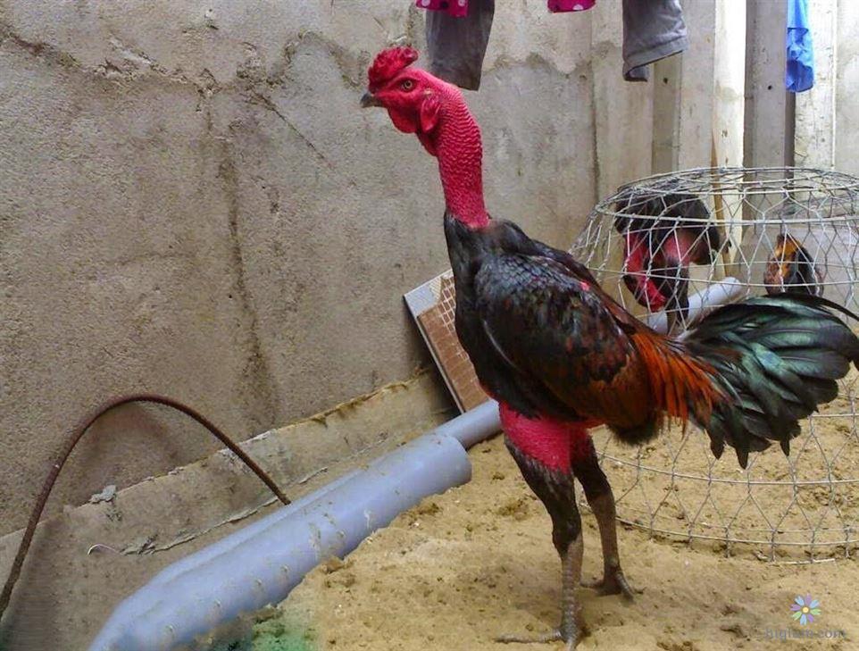 Kinh Nghiệm Chọn Và Đánh Giá Gà Đòn
