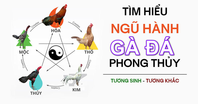 Mạng Vàng - Dấu Ấn Của Dòng Máu Quý