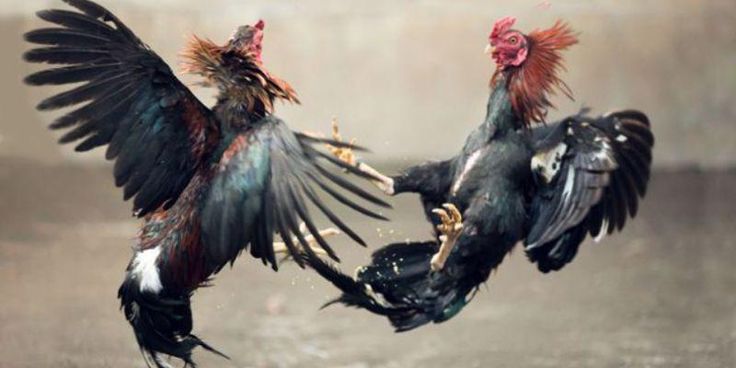 Thuật Ngữ Về Kết Quả Thi Đấu